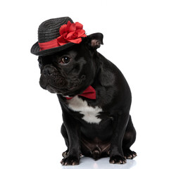 Shy French Bulldog puppy wearing bowtie and decorated hat