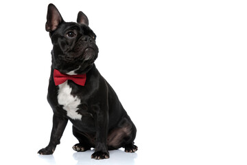 Dutiful French Bulldog puppy wearing bowtie and looking away focused
