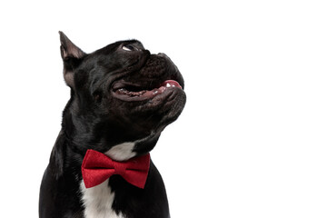 Side view of happy French Bulldog puppy wearing bowtie, panting on white studio background
