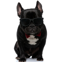 Tough French Bulldog wearing bowtie and sunglasses, looking forward