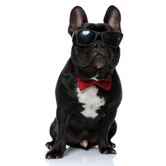 Cool French Bulldog puppy wearing bowtie and sunglasses, sitting