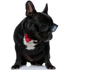 Curious French Bulldog puppy wearing bowtie and sunglasses, searching