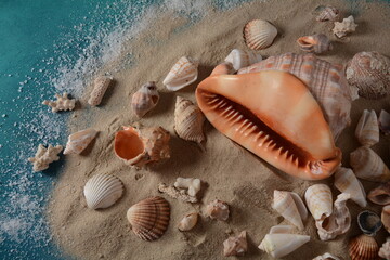 Sea shells on a sea wave color background with sand. Summer vacation concept.