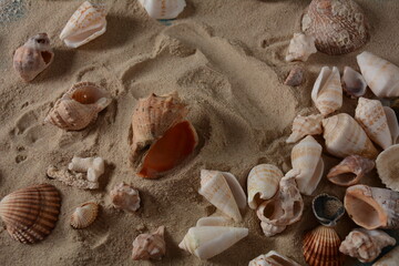 Sea shells on a sea wave color background with sand. Summer vacation concept.