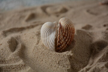 Fototapeta na wymiar Sea shells on a sea wave color background with sand. Summer vacation concept.