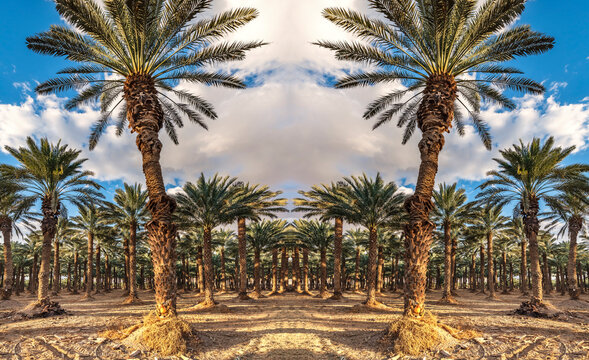 Industrial plantation of date palms. Digitally composite image depicts desert agriculture industry in the Middle East