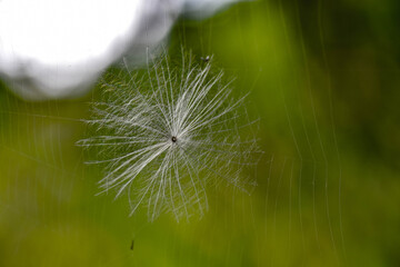 Samen im Spinnennetz