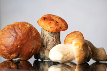 Forest edible boletus mushrooms in the studio close-up.