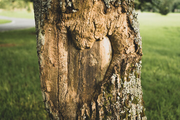 Fototapeta premium The tree of love. A tree in a public park has the shape of a love heart on its trunk.
