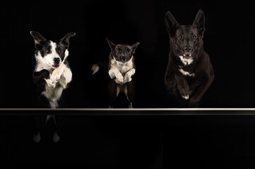 three black dogs are jumping. Black background