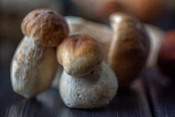 Forest edible mushrooms boletus in the studio on a wooden background close-up.