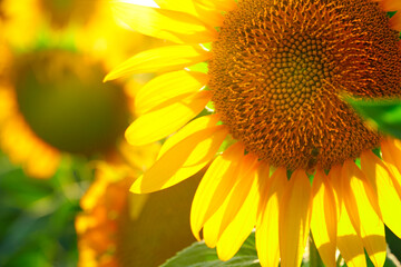 Naklejka premium sunflower - bright field with yellow flowers, beautiful summer landscape