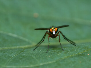 Macro of a Fly Looking at The Camera