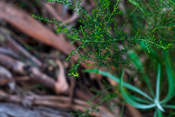 glowing Green plant in front of paled timer branches