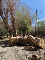 stack of firewood