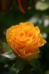 Yellow rose Inca in the morning garden