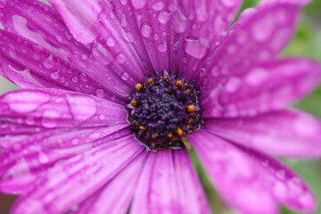 Fototapeta premium Fleur de Bretagne