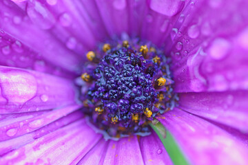 Fleur de Bretagne © photoszam
