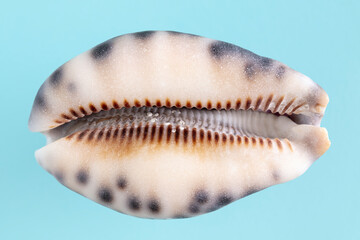 Sea shell Ransoniella punctata punctata on blue backgroun