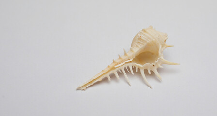 Single spiral shell at the white backdrop.
