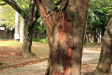 公園の桜の木の不定根