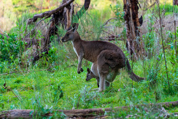 Naklejka na ściany i meble Kangaroo and baby in the Bush of Australian Nature