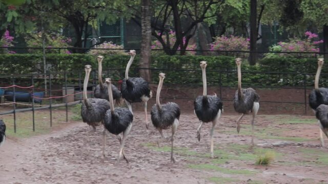 A herd of Ostrich Birds running up and down in large isolated space in birds park, Hambantota.