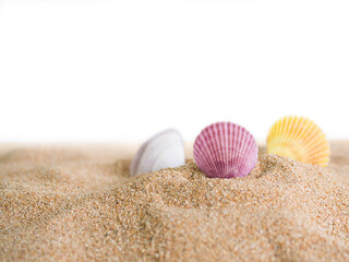 Fototapeta na wymiar Sea shell on sand desert pile isolated on white background. for contains articles about the sea or travel summer in holiday or environmental protection.