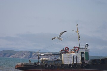 seagull over the boat