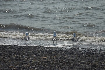 seagulls on the beach