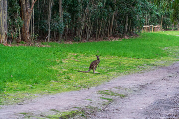 Huge Kangaroo in the Bush of Australian Nature