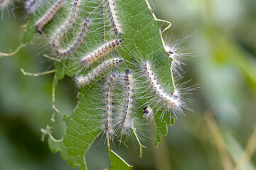 桑の葉を食べるアメリカシロヒトリの幼虫　-Fall Webworm-