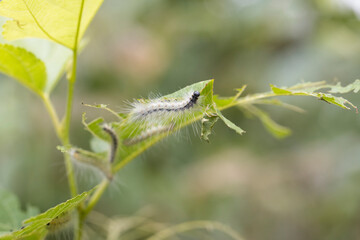 桑の葉を食べるアメリカシロヒトリの幼虫　-Fall Webworm-