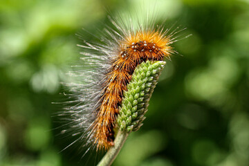 close up of caterpillar