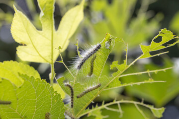 桑の葉を食べるアメリカシロヒトリの幼虫　-Fall Webworm-