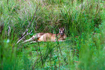 Huge Kangaroo in the Bush of Australian Nature