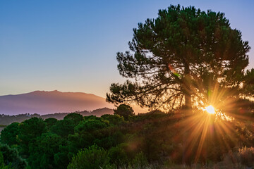 Sunrise with the sun behind a tree and the Pico del Caballo in the Sierra Nevada in the background.