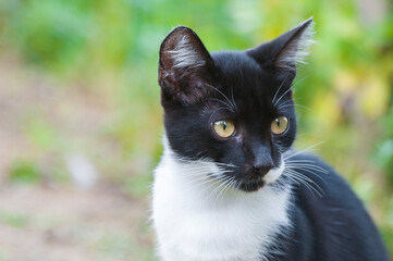 Cute black and white kitten staring at something outdoor