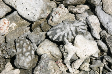 Katze, Malediven, Urlaub, Palmen, draußen, Ozean, Meer, Vögel, Wasser, Natu, wunderschöne Blumen