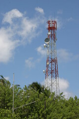 Katze, Malediven, Urlaub, Palmen, drau&szlig;en, Ozean, Meer, V&ouml;gel, Wasser, Natu, wundersch&ouml;ne Blumen