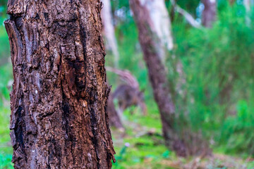 Fototapeta premium brown tree stump with greens in the background forrest