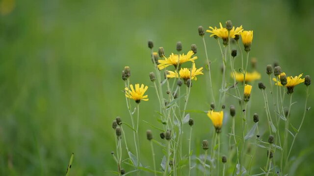 Close-up of a yellow Hieracium pilosella swaying in the wind on a summer field. Blooming flower.