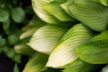 background of green and yellow plant leaves
