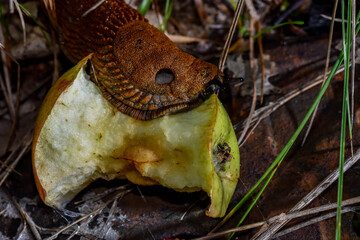 Obraz premium Brown Slug, eating an apple core