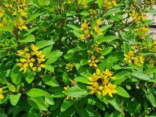 Golden yellow flowers in the park