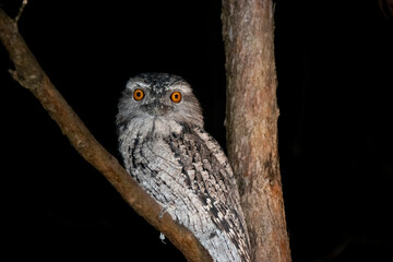 Tawny Frogmouth - Bright Eyes