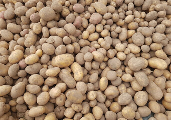 Potato background. Collecting the potato harvest