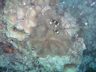 DIGITAL CAMERA