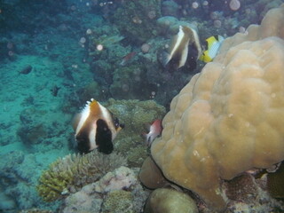 DIGITAL CAMERA