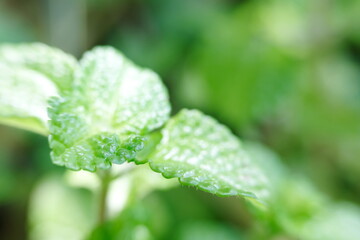 Green leaves abstract background and defocused 